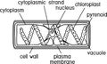 Structure of Spirogyra charophyte green algae with titles